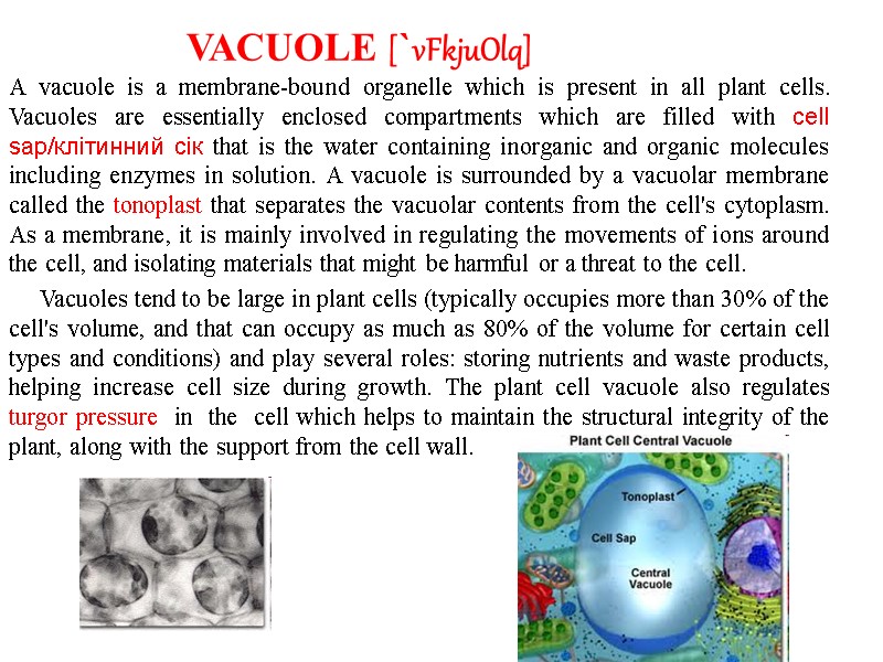 A vacuole is a membrane-bound organelle which is present in all plant cells. Vacuoles